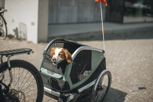 Przyczepka rowerowa dla psa - Thule Bexey M do 35 kg - Haze green
